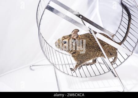Kleines australisches Haustier Degu. Stockfoto