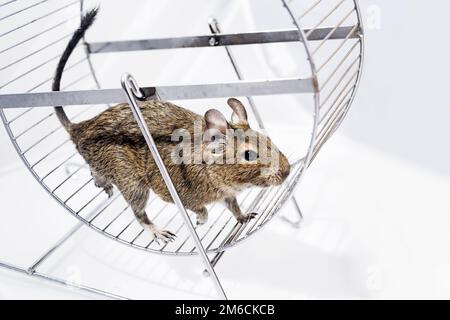 Kleines australisches Haustier Degu. Stockfoto