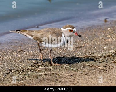 Ein Dreibandpfeifer (Charadrius tricollaris), der an einem See späht. Kruger-Nationalpark, Südafrika. Stockfoto