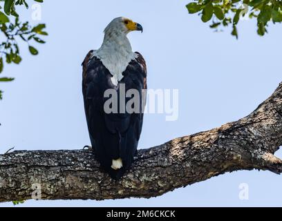 Ein afrikanischer Fischadler (Haliaeetus vocifer) auf einem Baum. Kruger-Nationalpark, Südafrika. Stockfoto
