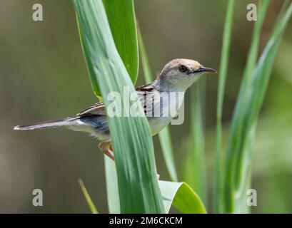 Eine Cisticola (Cisticola galactotes) mit Rufus-Flügeln auf einem grünen Blatt. Kruger-Nationalpark, Südafrika. Stockfoto