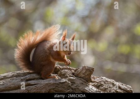 Ein britisches rotes Eichhörnchen auf einem umgestürzten Baum auf Brownsea Island Stockfoto