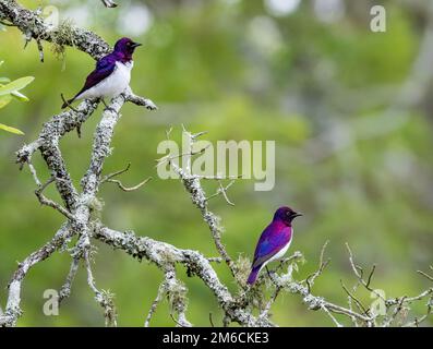 Zwei männliche Stare mit Violett-Rücken (Cinnyricinclus leucogaster), die auf einem Baum stehen. Kruger-Nationalpark, Südafrika. Stockfoto