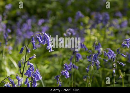 Native English Bluebells in Sussex Wald im Frühling. Stockfoto