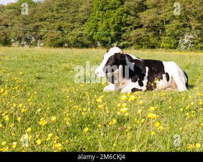 Nahaufnahme Porträt und schwarz-weiße Milchkuh im Frühling des Bauernhofs Stockfoto