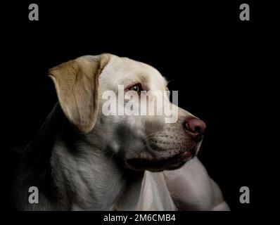 Gelber Labrador Retriever Stockfoto