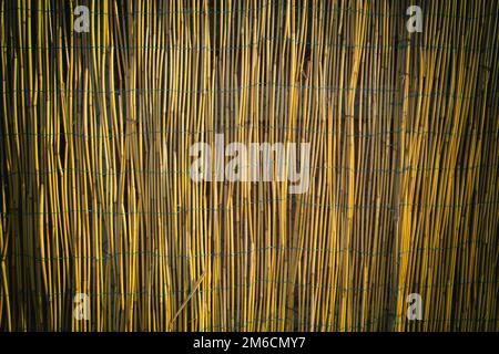 Textur einer Wand aus Bambus. Stockfoto