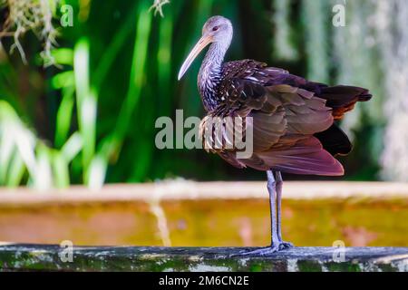 Limpkin stand auf einem Holzgeländer am Kreis B Bar Reserve Stockfoto