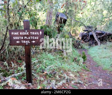 Pine Ridge und South Plateau Trails sind im Point Lobos State Reserve Park in der Nähe von Carmel, Kalifornien, ausgeschildert. Stockfoto