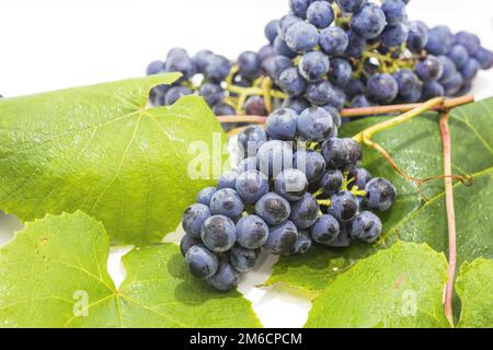 Rohe dunkle Trauben, isoliert auf weißem Hintergrund. Herbstabstraktionen. Stockfoto