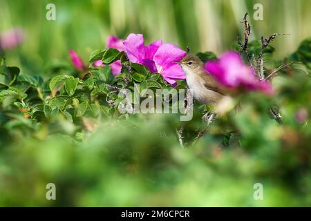 Sedge Warbler auf dem Hintergrund von Ramanas Rose Stockfoto