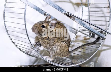 Kleines australisches Haustier Degu. Isoliert auf weißem Hintergrund Stockfoto