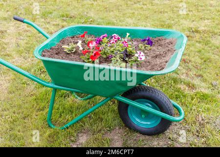 Eine dekorative Schubkarre aus Metall, grün lackiert und mit Erde gefüllt, wird als Blumenbeet für den Anbau von Blumen verwendet. Stockfoto