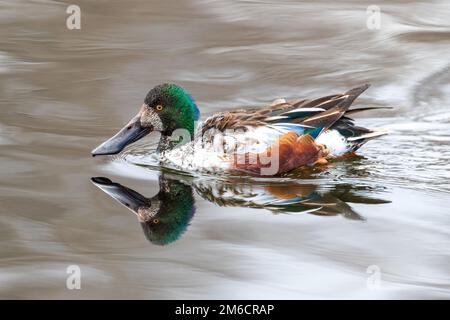 Eine Nordschnabelschaufel, die im Frühling in stark reflektierenden Gewässern schwimmt. Stockfoto