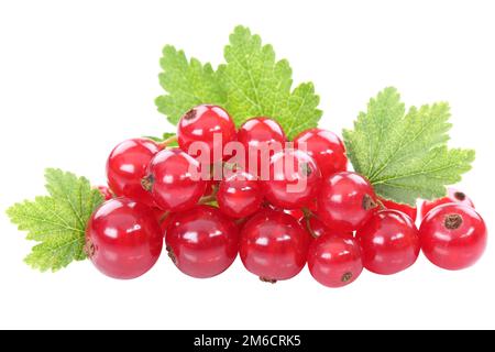 Rote Johannisbeere Johannisbeere Frucht Blätter Beeren isoliert ausgenommen Stockfoto