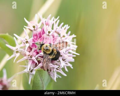 Eine Nahaufnahme einer gewöhnlichen Ostbumblebee, die Nektar auf einer auffälligen Milchblüte nippt. Stockfoto