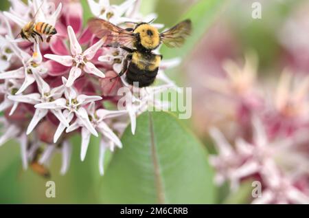 Eine auffällige Milchweed Blüte mit sowohl einer Common Eastern Bumblebee als auch einer Honey Bee zeigt ihren Größenunterschied. Stockfoto