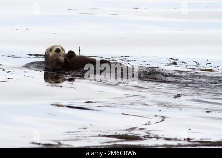 Eine weibliche Seeotterin, die auf den Wellen schwimmt und ein Kalb auf ihrem Körper hält Stockfoto