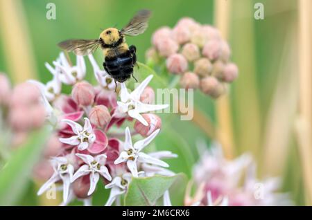 Ein gemeiner östlicher Bumblebee im Flug über einer prächtigen Milkweed-Blume. Stockfoto