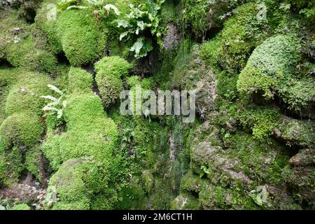 Kleiner Wasserfall, der über alten Pflanzen bryophytes, Leberwürze und Moose fließt Stockfoto