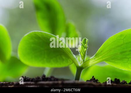 Junge Triebe Zucchini im Frühling, close-up Stockfoto