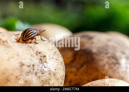 Der Kartoffelkäfer aus Colorado sitzt auf einer Kartoffel und schaut auf grüne Blätter. Stockfoto