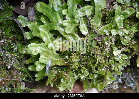 Leberwürze und Moose uralte primitive Pflanze bryophytes Stockfoto