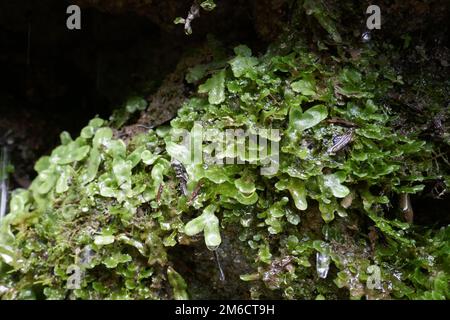 Leberwürzprimitive Pflanze mit Wasser, das von Blättern tropft Stockfoto