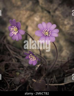 Blume der blauen violetten Anemone, die in einer Steinmauer wächst Stockfoto