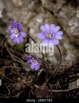 Blume der blauen violetten Anemone, die in einer Steinmauer wächst Stockfoto