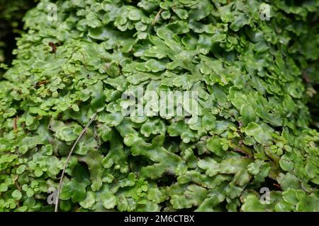 Üppig grüner Hintergrund der Leberwürzpflanzendecke Stockfoto