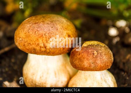 Zwei wunderschöne weiße Porcini-Pilze mit braunen Hüten wachsen in warmem Sonnenlicht unter grünen Blättern. Stockfoto