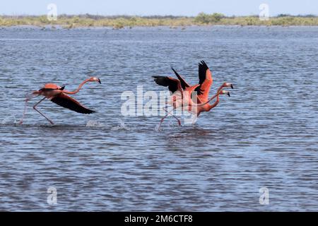 Eine Gruppe amerikanischer Flamingos, die aus dem flachen Wasser der Lagune im Mangrovenwald der Halbinsel Zapata abheben Stockfoto