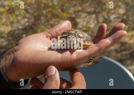 Shanese Risper, ein umfassender Koordinator für Umweltschulungen und -Erziehungsprogramme, hält eine Babyschildkröte während eines Earth Day Events vor dem Curation Center im Marine Corps Air Ground Combat Center, Twentynine Palms, Kalifornien, 22. April 2022. Der Earth Day vermittelt Bewusstsein für die Gesundheit und den Erhalt des Planeten durch interaktive Ausstellungen, die die natürlichen und kulturellen Ressourcen auf und um das Kampfzentrum zeigen. Stockfoto