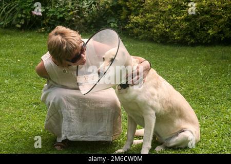 Eine Frau umarmt Labrador Hund und trägt elisabethanische Plastikkegel um den Hals Stockfoto