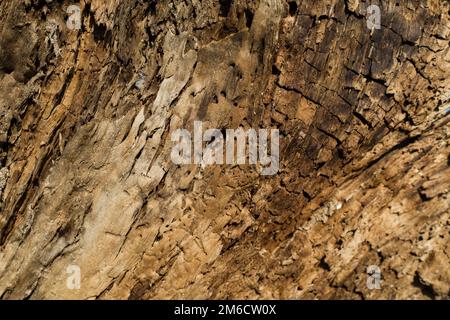 Rinde Baum Textur Stockfoto