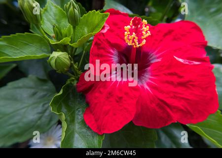 Wunderschöne rote Hibiskusblüten und Knospen. Stockfoto