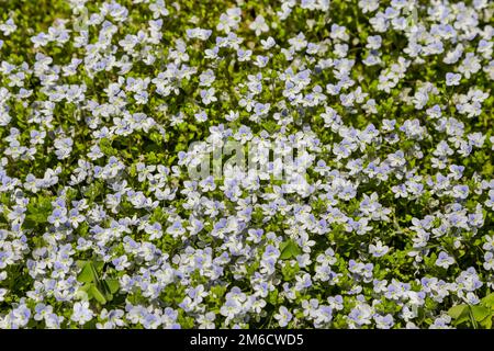 Vollformathintergrund mit kleinen hellblauen Blumen in einem Garten Stockfoto