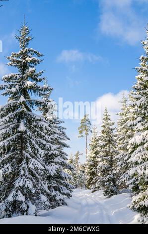 Die Straße durch das schöne Nadelholz verschneiten Wald Stockfoto