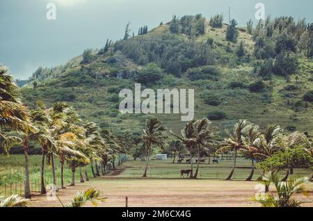 Der Wind bewegt die Palme über die Pferde in Hawaii, USA Stockfoto