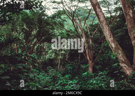 Deep green Vegetation mit einheimischen Bäumen in einer nahezu unberührten Ort in Hawaii Stockfoto