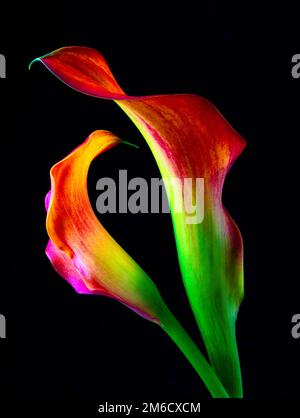 Calla Lily Lovers Stockfoto