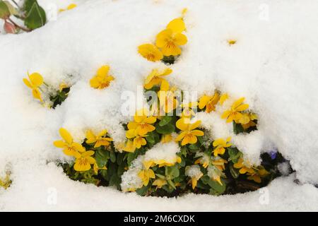 Gelb viola Blumen unter dem frischen Schnee Stockfoto