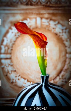 Orange Red, Reizende Calla Lily Still Life Stockfoto