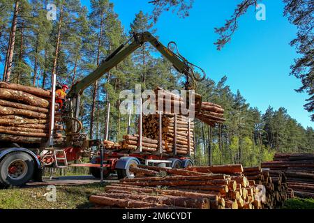 Kranverladenstämme im Stapler. Stockfoto