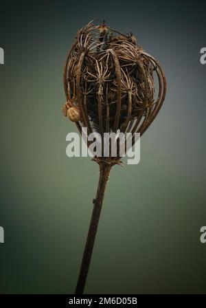 Spinne in der Natur Stockfoto