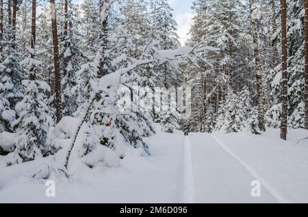 Die Straße durch das schöne Nadelholz verschneiten Wald Stockfoto