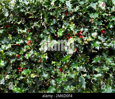 Holly (Ilex) – rote Beeren und grüne Blätter, Vollformat mit natürlichen Unvollkommenheiten. Wahrscheinlich English Holly. Als Hintergrund geeignet. Stockfoto