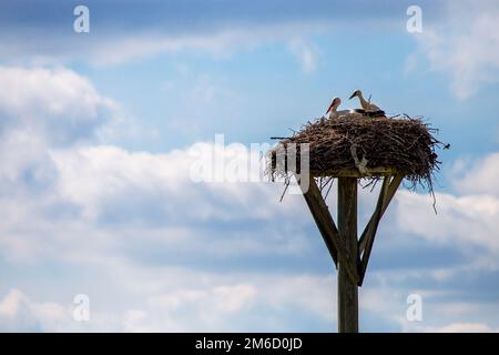 Storks-Baby im Nest auf blauem Himmel-Hintergrund. Stockfoto