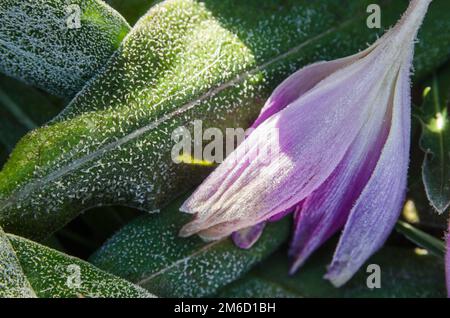 Krokusse im Frost, close-up Stockfoto